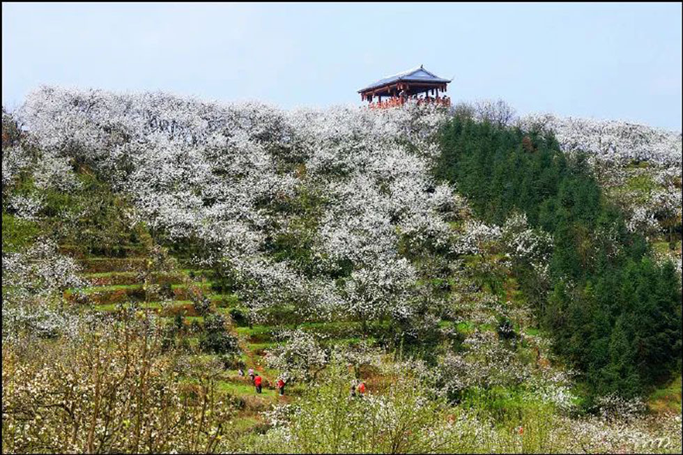 【春天，广西桂林灌阳县向您发出邀请！】我们在灌阳看梨花 - 游山玩水 - 忻州生活社区 - 忻州28生活网 xinzhou.28life.net