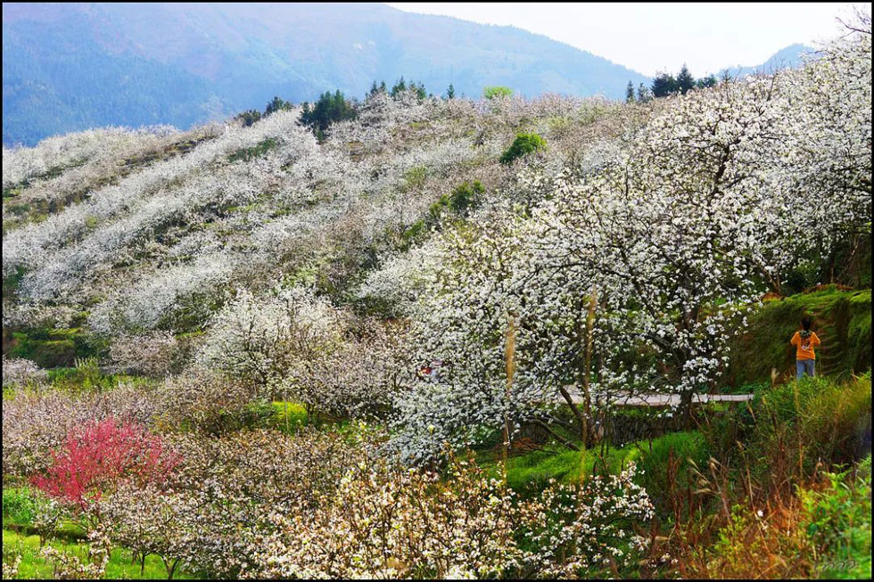 【春天，广西桂林灌阳县向您发出邀请！】我们在灌阳看梨花 - 游山玩水 - 忻州生活社区 - 忻州28生活网 xinzhou.28life.net