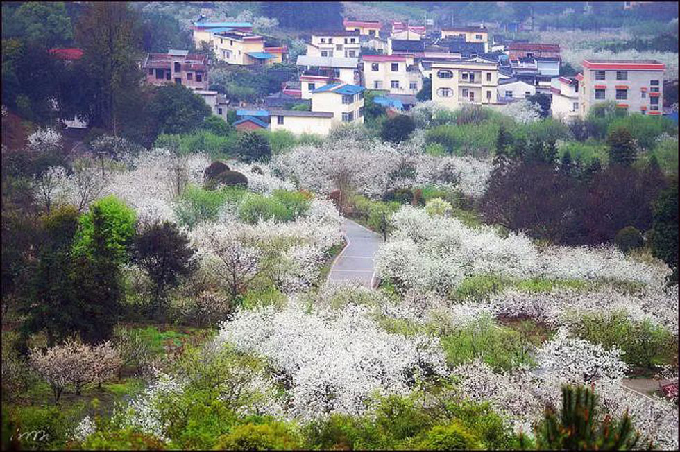 【春天，广西桂林灌阳县向您发出邀请！】我们在灌阳看梨花 - 游山玩水 - 忻州生活社区 - 忻州28生活网 xinzhou.28life.net