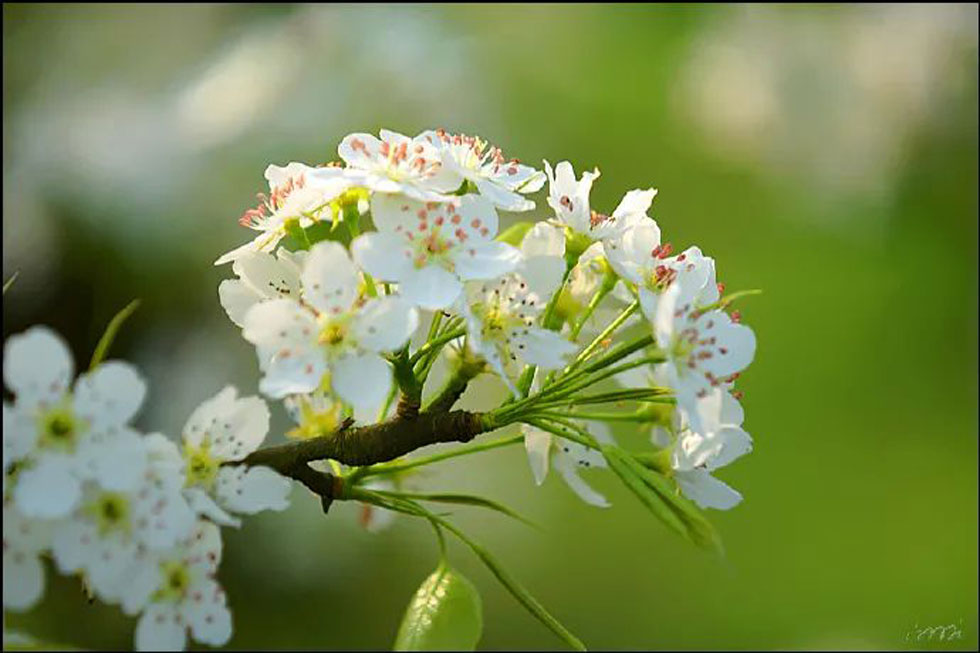 【春天，广西桂林灌阳县向您发出邀请！】我们在灌阳看梨花 - 游山玩水 - 忻州生活社区 - 忻州28生活网 xinzhou.28life.net