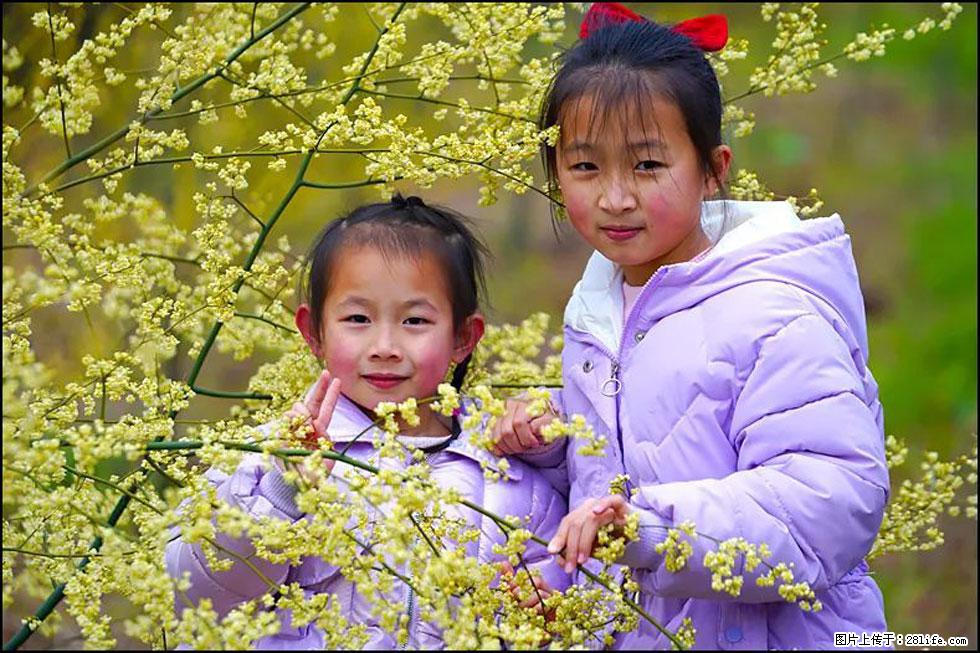 【春天，广西桂林灌阳县向您发出邀请！】米珠山前有片山苍子花在飘香 - 游山玩水 - 忻州生活社区 - 忻州28生活网 xinzhou.28life.net