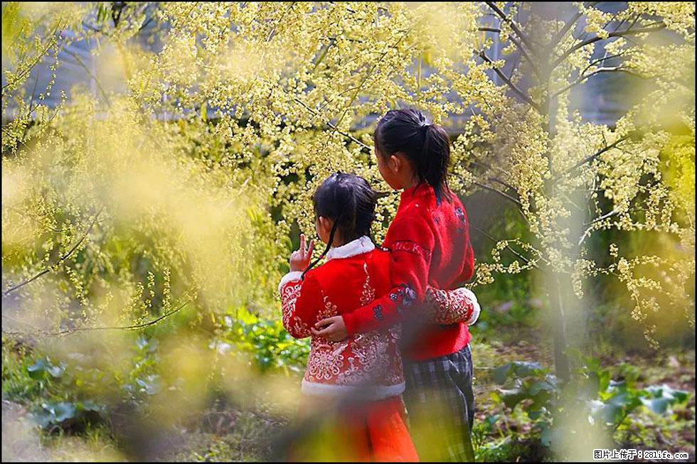 【春天，广西桂林灌阳县向您发出邀请！】米珠山前有片山苍子花在飘香 - 游山玩水 - 忻州生活社区 - 忻州28生活网 xinzhou.28life.net