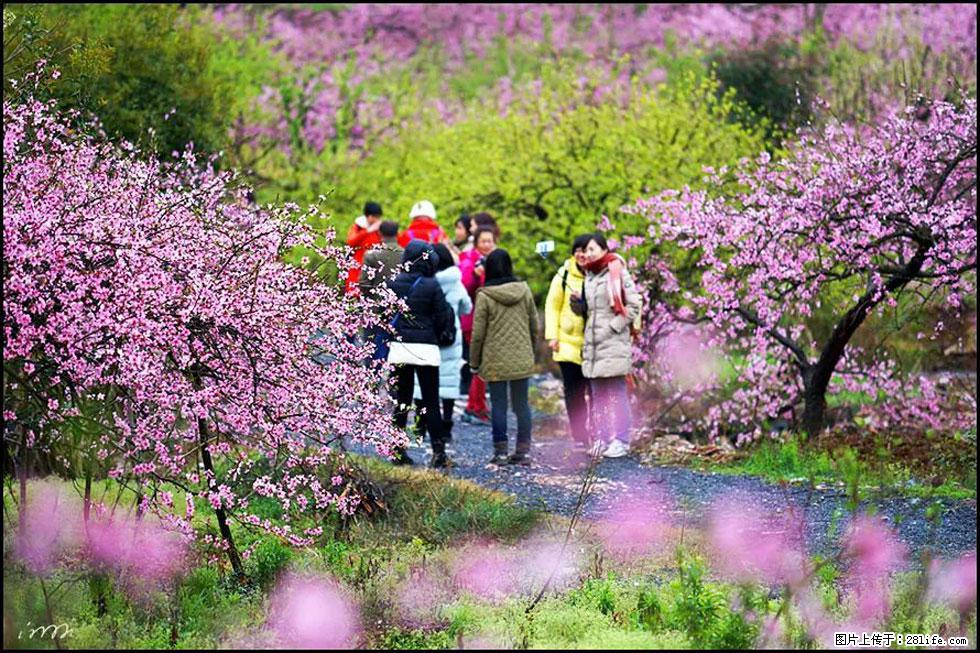 【春天，广西桂林灌阳县向您发出邀请！】官庄村有个醉美的桃花园 - 游山玩水 - 忻州生活社区 - 忻州28生活网 xinzhou.28life.net