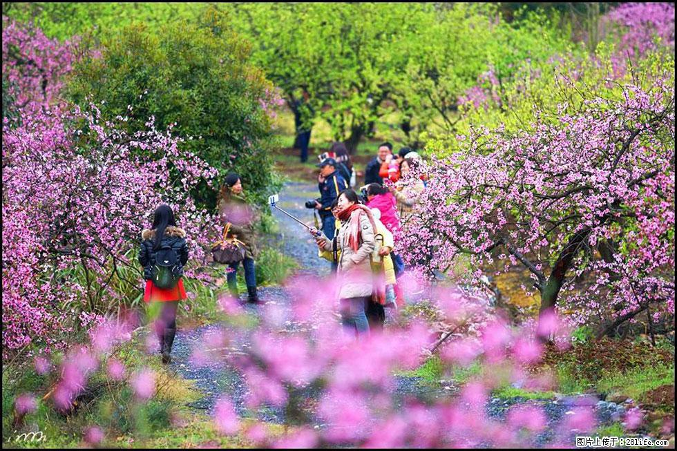 【春天，广西桂林灌阳县向您发出邀请！】官庄村有个醉美的桃花园 - 游山玩水 - 忻州生活社区 - 忻州28生活网 xinzhou.28life.net