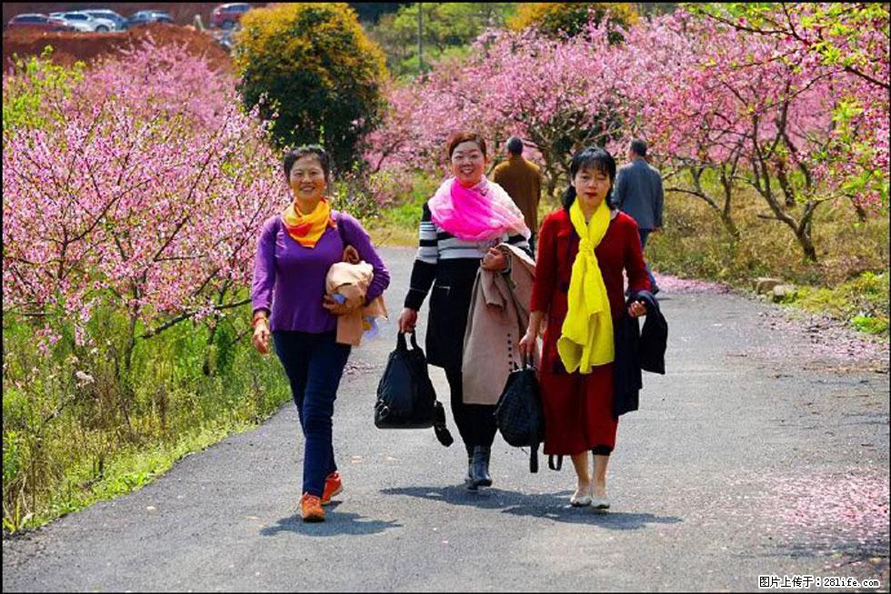 【春天，广西桂林灌阳县向您发出邀请！】官庄村有个醉美的桃花园 - 游山玩水 - 忻州生活社区 - 忻州28生活网 xinzhou.28life.net