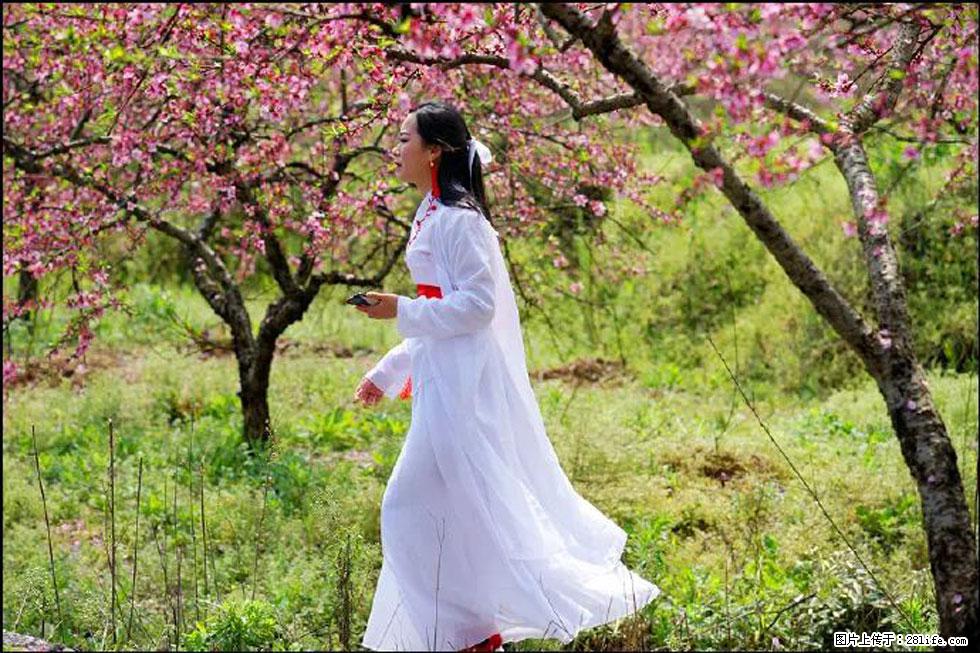 【春天，广西桂林灌阳县向您发出邀请！】官庄村有个醉美的桃花园 - 游山玩水 - 忻州生活社区 - 忻州28生活网 xinzhou.28life.net