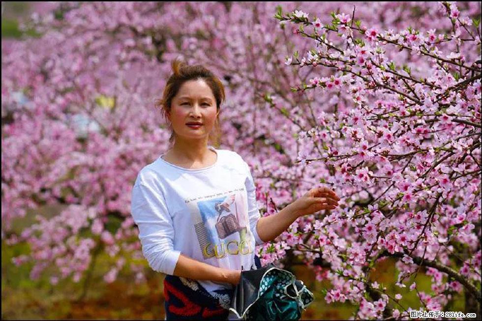 【春天，广西桂林灌阳县向您发出邀请！】官庄村有个醉美的桃花园 - 游山玩水 - 忻州生活社区 - 忻州28生活网 xinzhou.28life.net