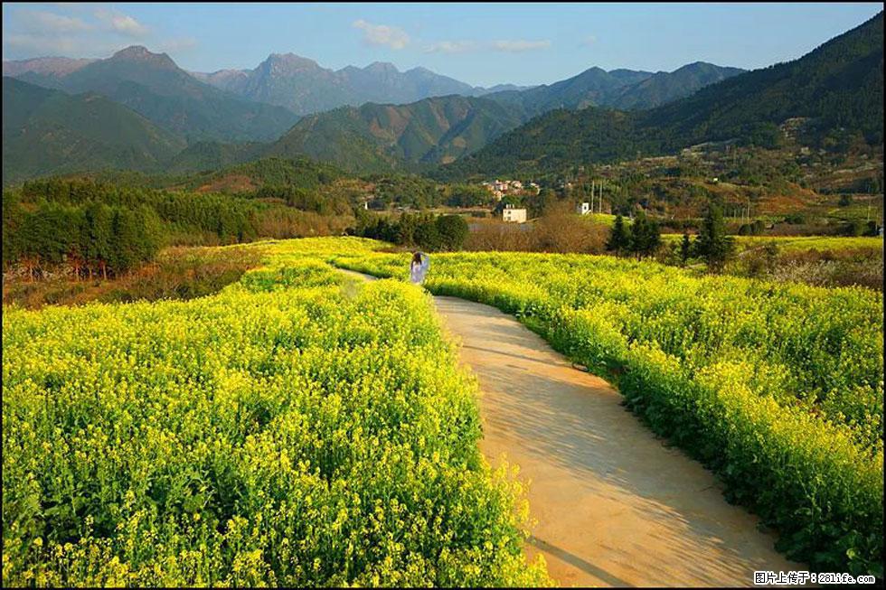 【春天，广西桂林灌阳县向您发出邀请！】长坪村油菜盛情花开 - 游山玩水 - 忻州生活社区 - 忻州28生活网 xinzhou.28life.net