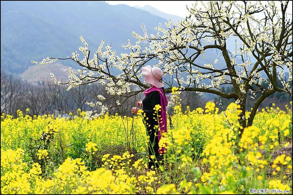 【春天，广西桂林灌阳县向您发出邀请！】长坪村油菜盛情花开 - 游山玩水 - 忻州生活社区 - 忻州28生活网 xinzhou.28life.net