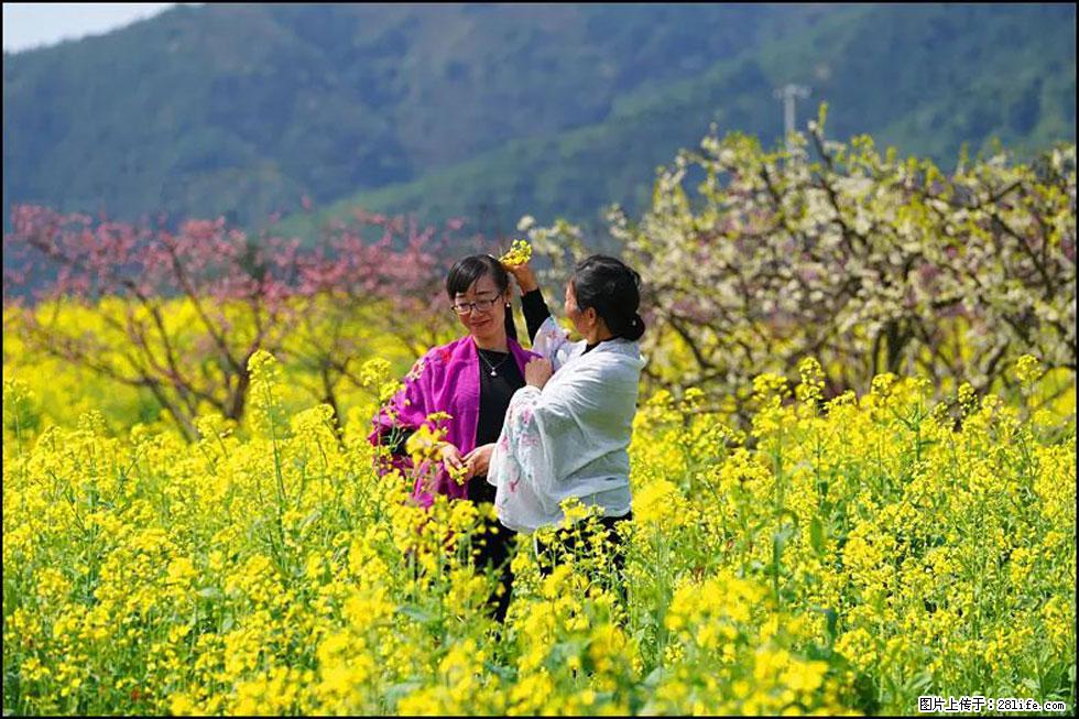 【春天，广西桂林灌阳县向您发出邀请！】长坪村油菜盛情花开 - 游山玩水 - 忻州生活社区 - 忻州28生活网 xinzhou.28life.net