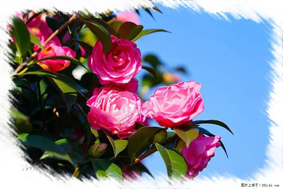 【春天,广西桂林灌阳县向您发出邀请!】杨柳井茶花惹人爱 - 游山玩水 - 忻州生活社区 - 忻州28生活网 xinzhou.28life.net