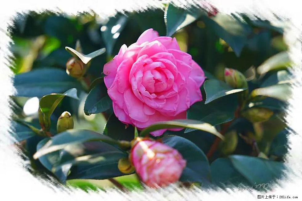 【春天,广西桂林灌阳县向您发出邀请!】杨柳井茶花惹人爱 - 游山玩水 - 忻州生活社区 - 忻州28生活网 xinzhou.28life.net