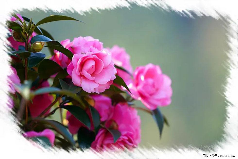 【春天,广西桂林灌阳县向您发出邀请!】杨柳井茶花惹人爱 - 游山玩水 - 忻州生活社区 - 忻州28生活网 xinzhou.28life.net
