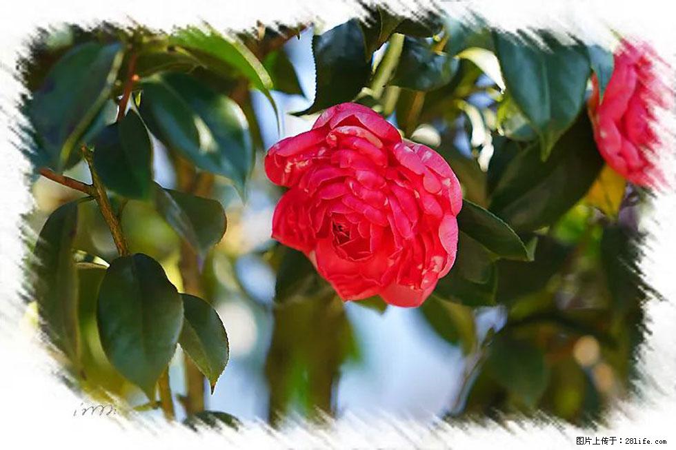 【春天,广西桂林灌阳县向您发出邀请!】杨柳井茶花惹人爱 - 游山玩水 - 忻州生活社区 - 忻州28生活网 xinzhou.28life.net