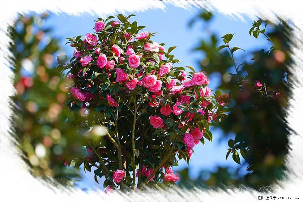 【春天,广西桂林灌阳县向您发出邀请!】杨柳井茶花惹人爱 - 游山玩水 - 忻州生活社区 - 忻州28生活网 xinzhou.28life.net