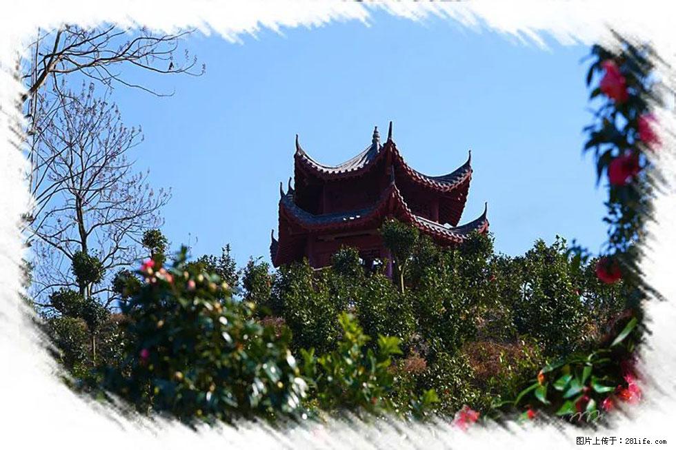 【春天,广西桂林灌阳县向您发出邀请!】杨柳井茶花惹人爱 - 游山玩水 - 忻州生活社区 - 忻州28生活网 xinzhou.28life.net