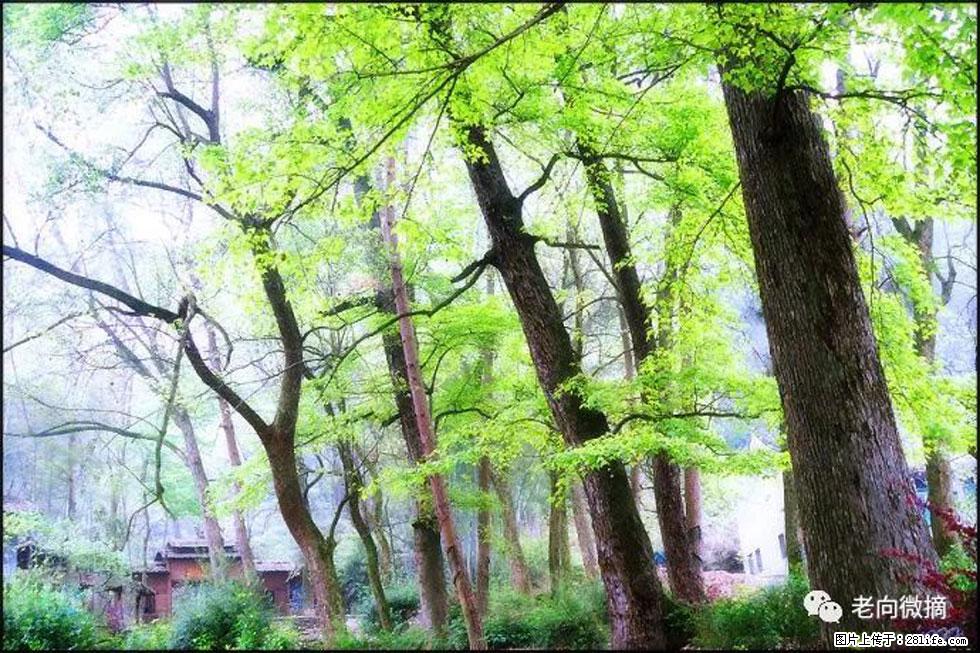 【春天，广西桂林灌阳县向您发出邀请！】在小龙村与春天约会 - 游山玩水 - 忻州生活社区 - 忻州28生活网 xinzhou.28life.net