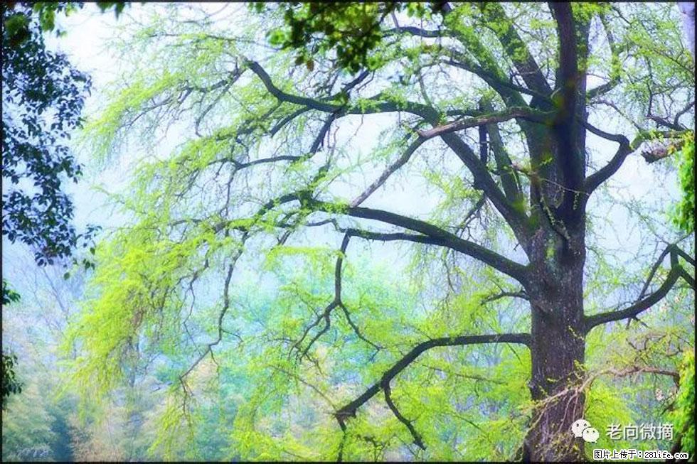 【春天，广西桂林灌阳县向您发出邀请！】在小龙村与春天约会 - 游山玩水 - 忻州生活社区 - 忻州28生活网 xinzhou.28life.net