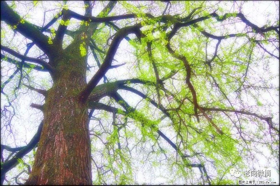 【春天，广西桂林灌阳县向您发出邀请！】在小龙村与春天约会 - 游山玩水 - 忻州生活社区 - 忻州28生活网 xinzhou.28life.net