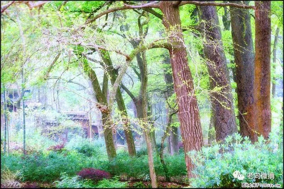 【春天，广西桂林灌阳县向您发出邀请！】在小龙村与春天约会 - 游山玩水 - 忻州生活社区 - 忻州28生活网 xinzhou.28life.net
