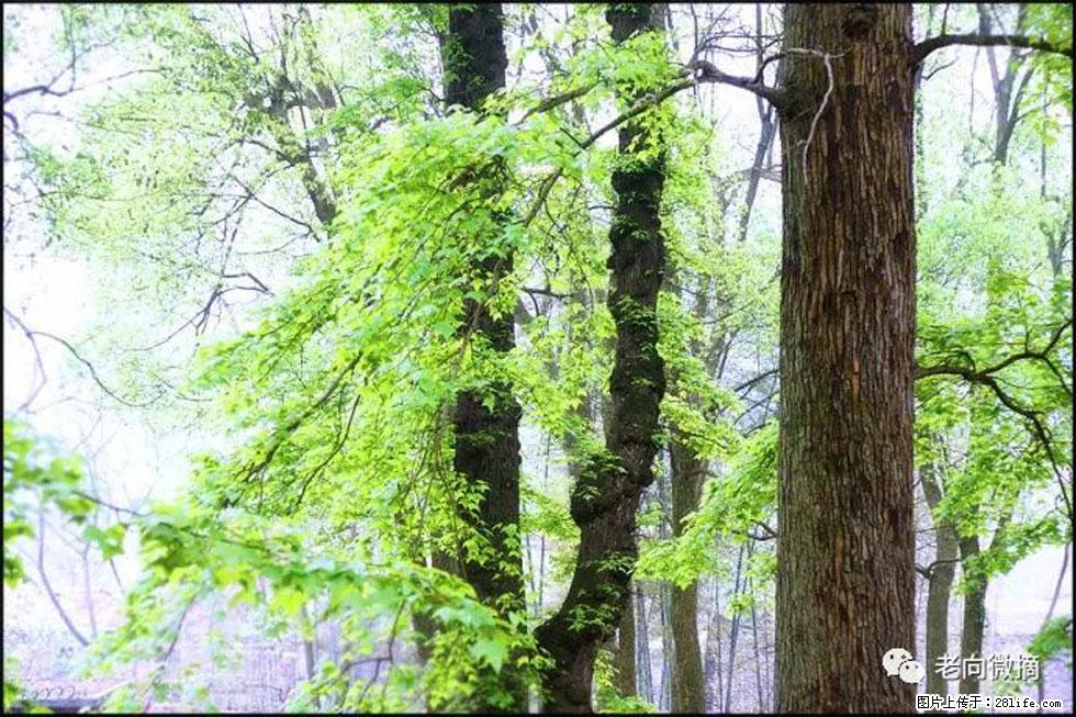 【春天，广西桂林灌阳县向您发出邀请！】在小龙村与春天约会 - 游山玩水 - 忻州生活社区 - 忻州28生活网 xinzhou.28life.net