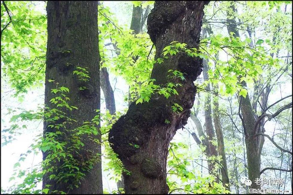 【春天，广西桂林灌阳县向您发出邀请！】在小龙村与春天约会 - 游山玩水 - 忻州生活社区 - 忻州28生活网 xinzhou.28life.net