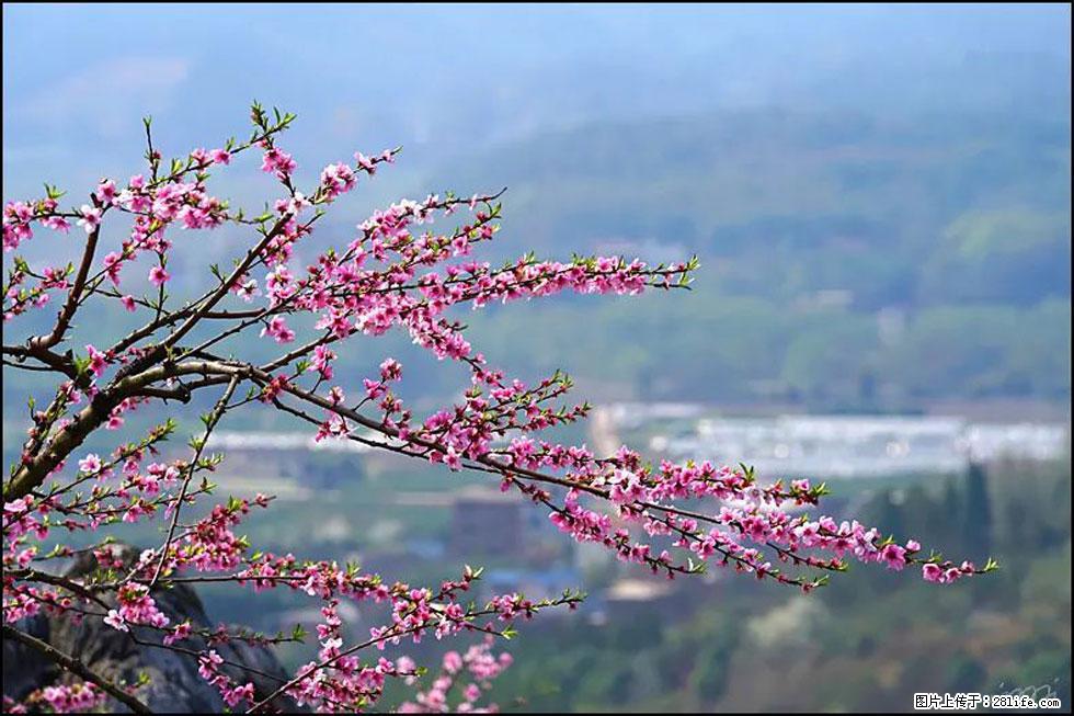 【春天，广西桂林灌阳县向您发出邀请！】望月岭上桃花开 - 游山玩水 - 忻州生活社区 - 忻州28生活网 xinzhou.28life.net