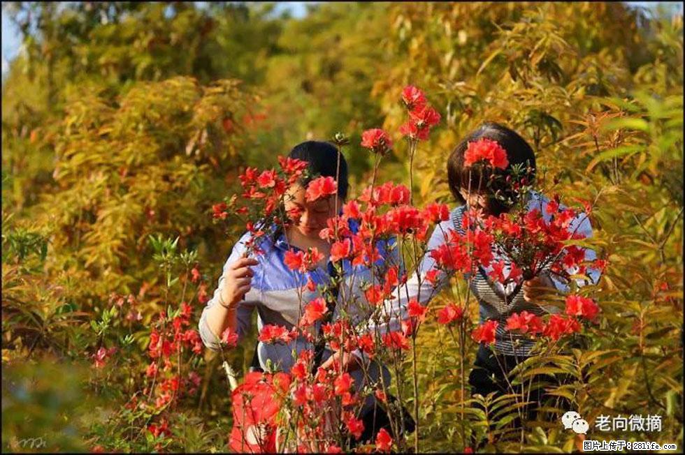 【春天，广西桂林灌阳县向您发出邀请！】登麒麟山，相约映山红 - 游山玩水 - 忻州生活社区 - 忻州28生活网 xinzhou.28life.net