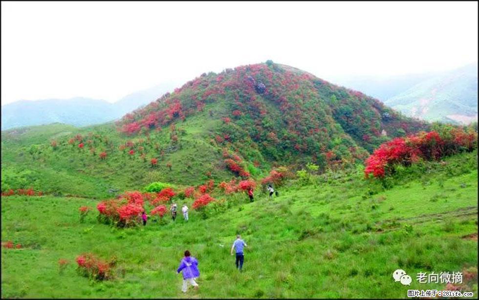 【春天，广西桂林灌阳县向您发出邀请！】宝盖山上映山红 - 游山玩水 - 忻州生活社区 - 忻州28生活网 xinzhou.28life.net