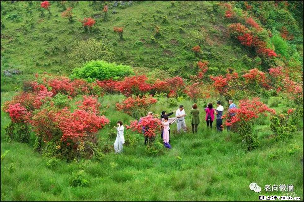 【春天，广西桂林灌阳县向您发出邀请！】宝盖山上映山红 - 游山玩水 - 忻州生活社区 - 忻州28生活网 xinzhou.28life.net