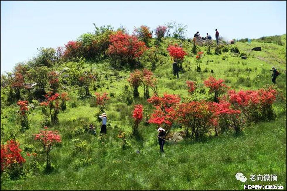 【春天，广西桂林灌阳县向您发出邀请！】宝盖山上映山红 - 游山玩水 - 忻州生活社区 - 忻州28生活网 xinzhou.28life.net