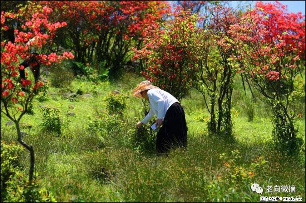 【春天，广西桂林灌阳县向您发出邀请！】宝盖山上映山红 - 游山玩水 - 忻州生活社区 - 忻州28生活网 xinzhou.28life.net