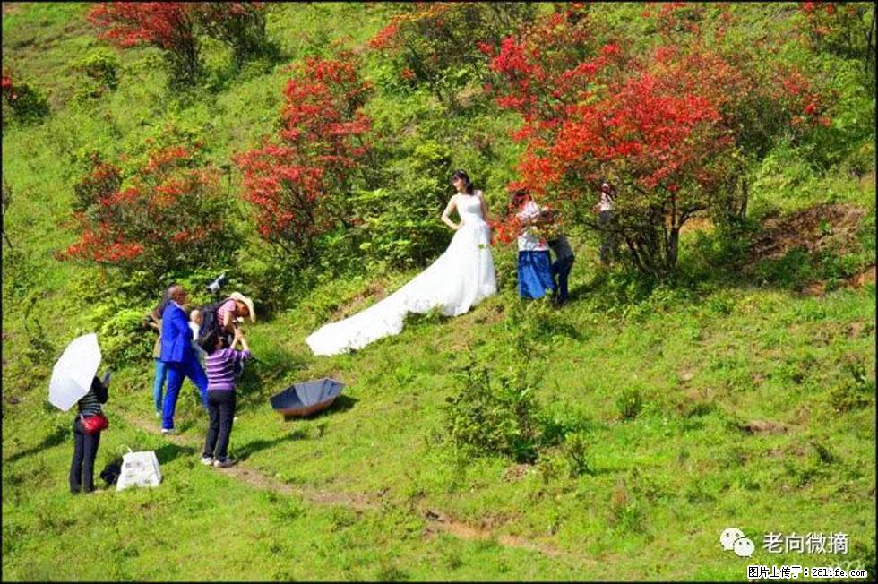 【春天，广西桂林灌阳县向您发出邀请！】宝盖山上映山红 - 游山玩水 - 忻州生活社区 - 忻州28生活网 xinzhou.28life.net