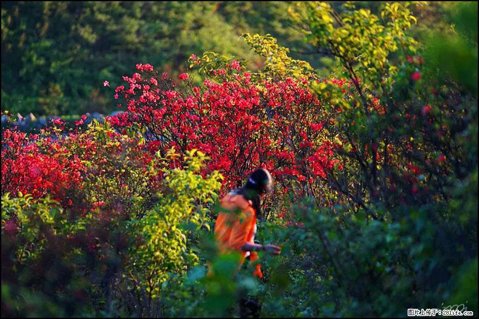 【春天，广西桂林灌阳县向您发出邀请！】春木界上映山红 - 游山玩水 - 忻州生活社区 - 忻州28生活网 xinzhou.28life.net