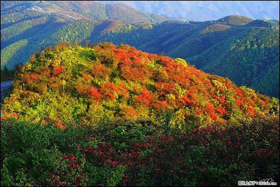 【春天，广西桂林灌阳县向您发出邀请！】春木界上映山红 - 游山玩水 - 忻州生活社区 - 忻州28生活网 xinzhou.28life.net