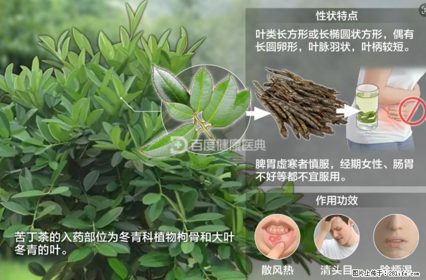 苦丁茶有哪些功效和作用 - 生活百科 - 忻州生活社区 - 忻州28生活网 xinzhou.28life.net