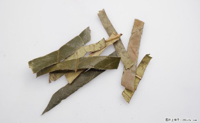 苦丁茶有哪些功效和作用 - 生活百科 - 忻州生活社区 - 忻州28生活网 xinzhou.28life.net