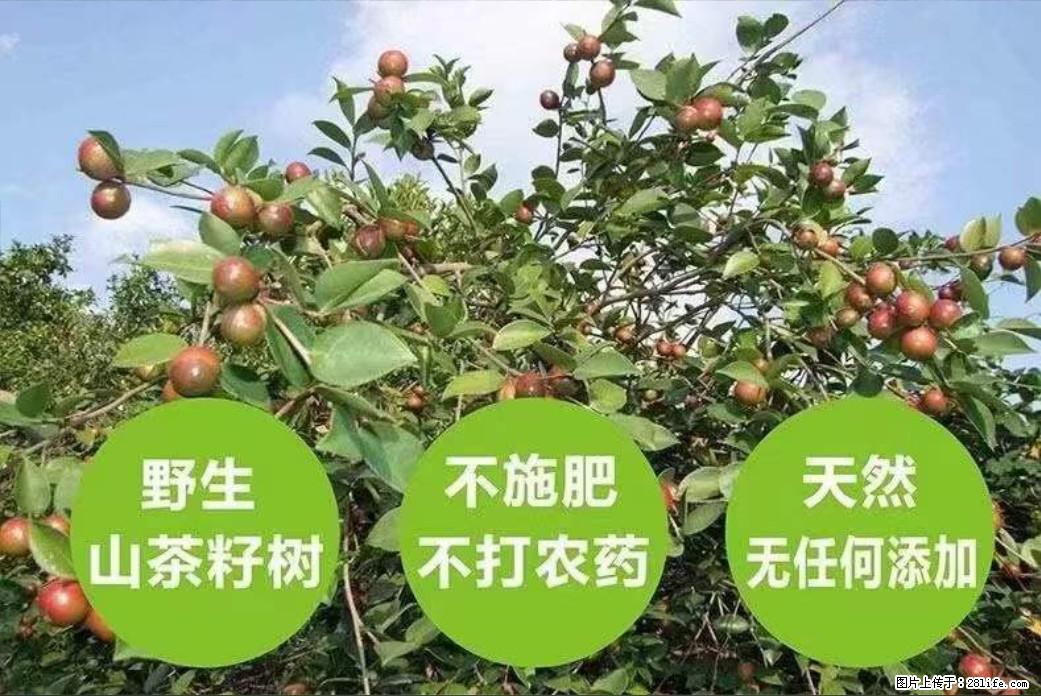 【灌阳县油茶产业示范区】一个有着充实的精神生活的人，对待身外之物自会有一种淡泊的态度 - 美食天地 - 忻州生活社区 - 忻州28生活网 xinzhou.28life.net