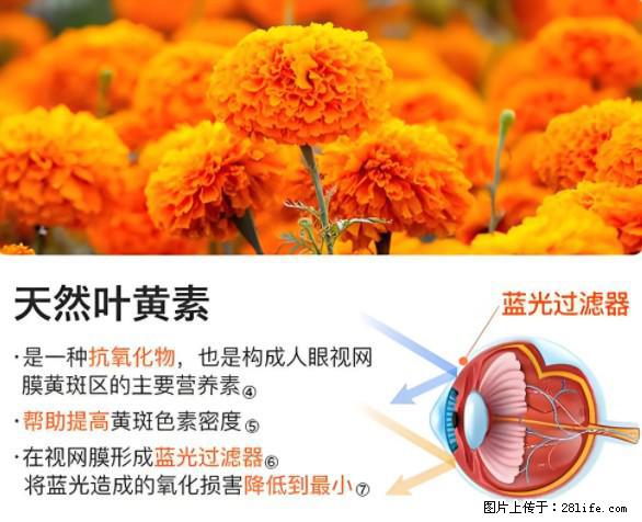 叶黄素有什么功效和作用 - 生活百科 - 忻州生活社区 - 忻州28生活网 xinzhou.28life.net
