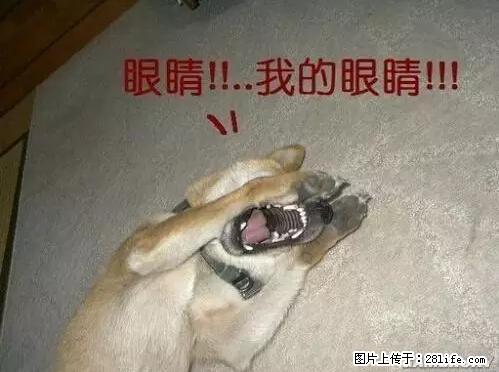 笑癫了!一女的怀孕三年未生,他终于忍不住了... - 娱乐八卦 - 忻州生活社区 - 忻州28生活网 xinzhou.28life.net