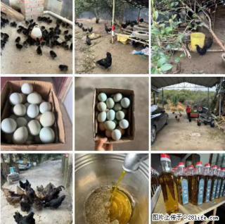 油茶园从小鸡仔开始养起的纯土鸡、土鸡蛋可以预定啦！还有前几天刚榨的纯山茶油哦 - 忻州28生活网 xinzhou.28life.net