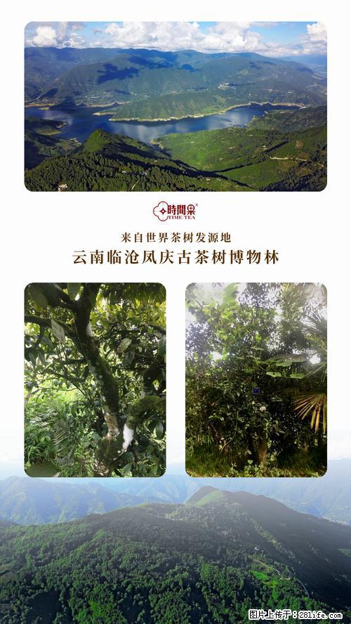 时间果百年古树2025年春红茶 - 购物交流 - 忻州生活社区 - 忻州28生活网 xinzhou.28life.net