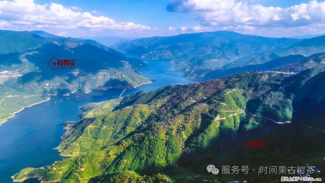 时间果百年古树龙珠普洱生茶 - 购物交流 - 忻州生活社区 - 忻州28生活网 xinzhou.28life.net