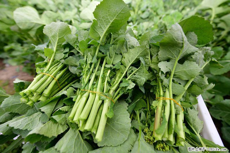 这些蔬菜是“天然钙片”，这6种被医生重点推荐 - 忻州生活资讯 - 忻州28生活网 xinzhou.28life.net